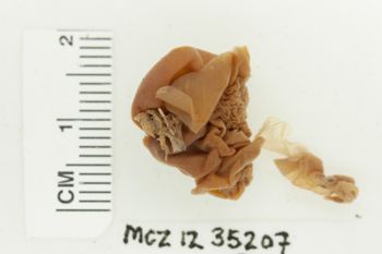 Media type: image;   Invertebrate Zoology 35207 Description: Preserved specimen.;